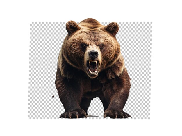 PSD a briar bear on white background