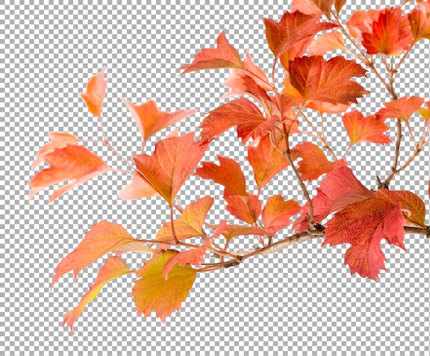 PSD bright autumn leafs of viburnum isolated