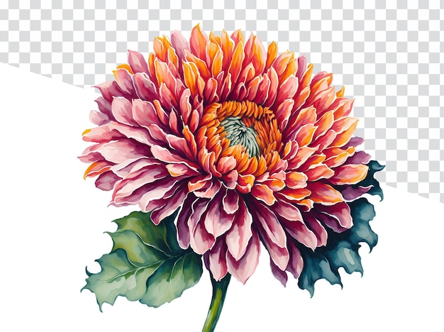 Bright Colors Watercolor Chrysanthemum on Transparent Background Colorful Floral Element
