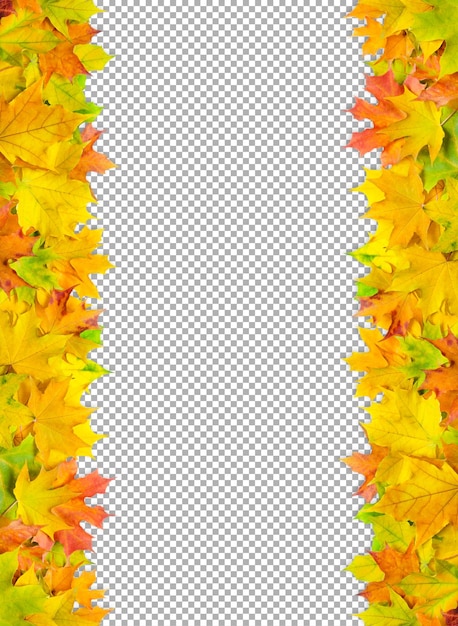 PSD bright multicolored maple leaves background banner with autumn leaves border