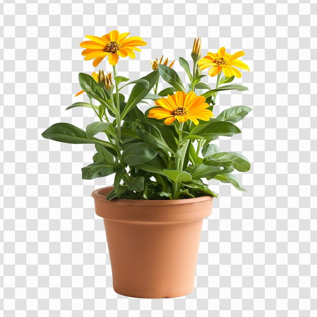 Zinnias clipart in vaso giallo brillante