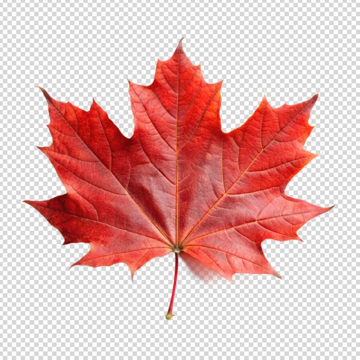 PSD brightly colored autumn maple leaf on isolated background