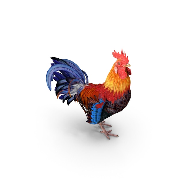 a brightly colored rooster standing proudly