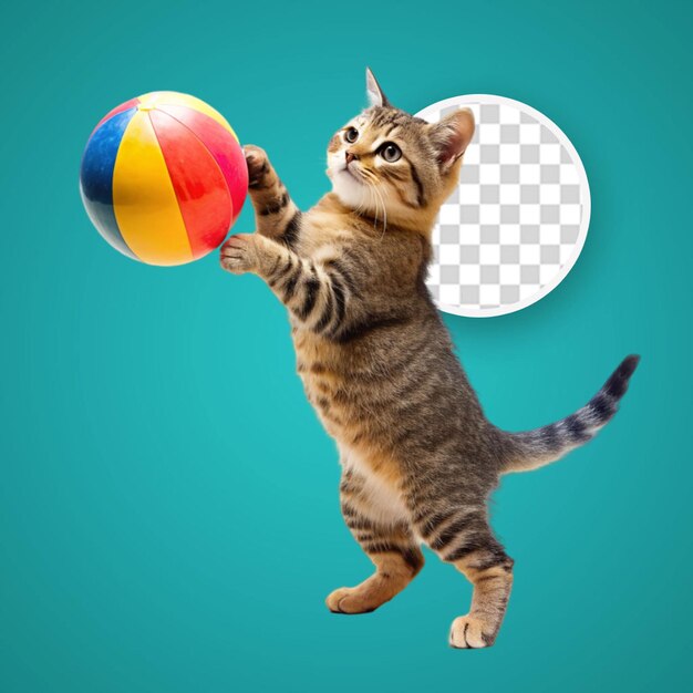 PSD british kitten on a blue background plays with a soccer ball waiting for the world cup the concept of sports