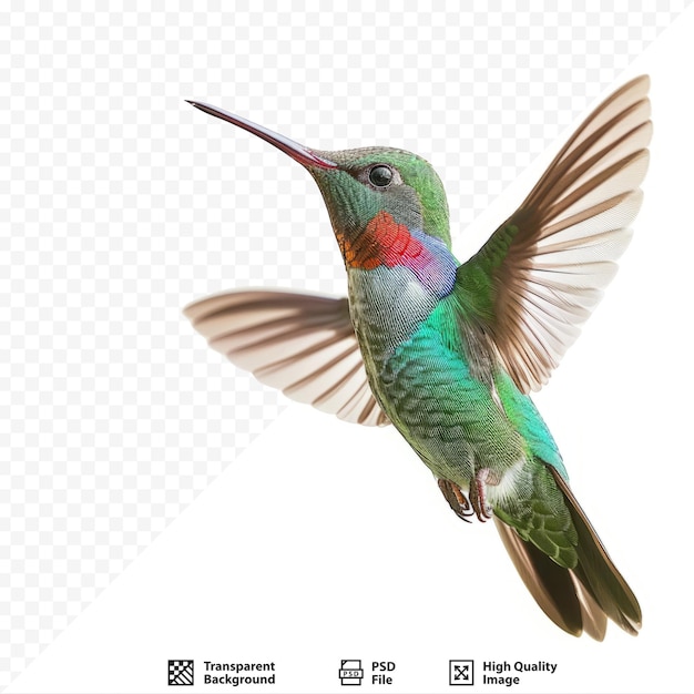 PSD colibrì dal becco largo su uno sfondo bianco puro e isolato utilizzando diversi sfondi isolati l'uccello diventa più interessante e può essere facilmente isolato per un progetto questi uccelli sono nati