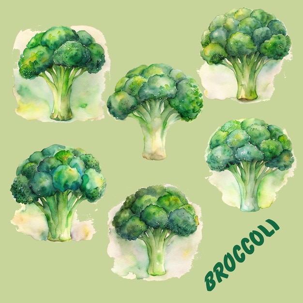 Broccoli illustration