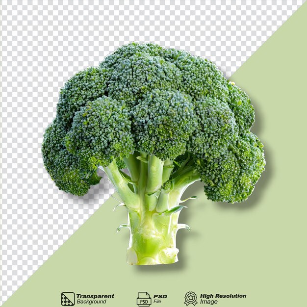 Broccoli is standing isolated on transparent background