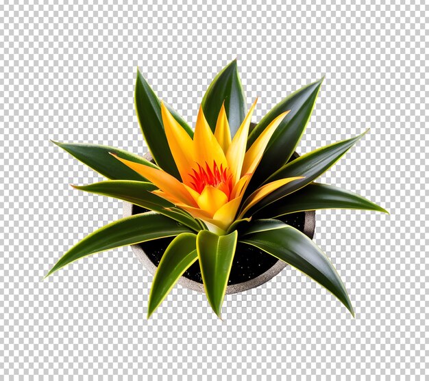 PSD bromeliady roślin domowych w widoku z góry na odizolowanym tle 3d png