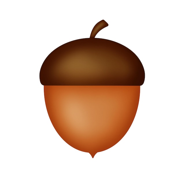 PSD brown acorn on white background