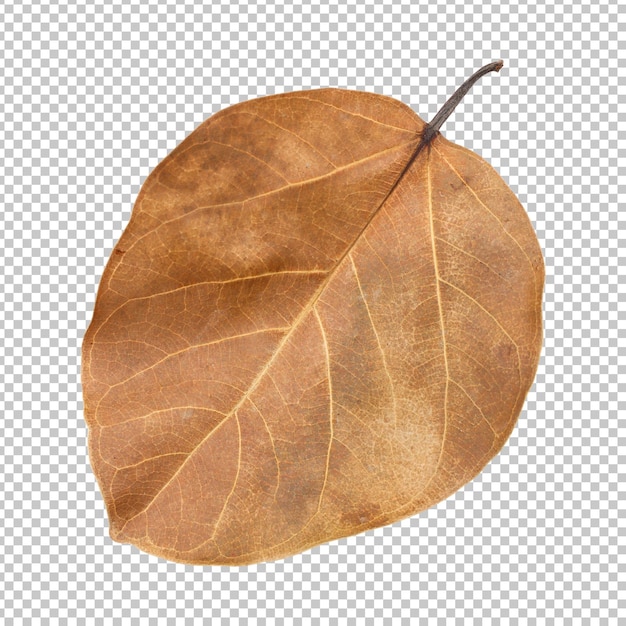 Brown banyan tree leaf isolated rendering