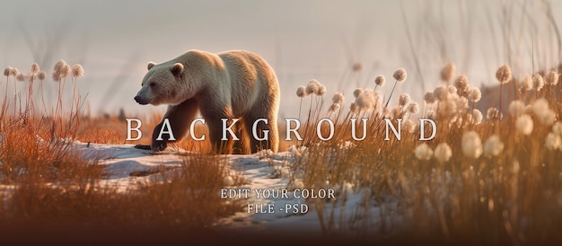 Brown bear walking among the cotton grass in the late afternoon