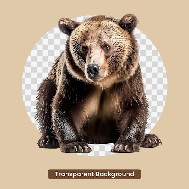 A brown bear with transparent background