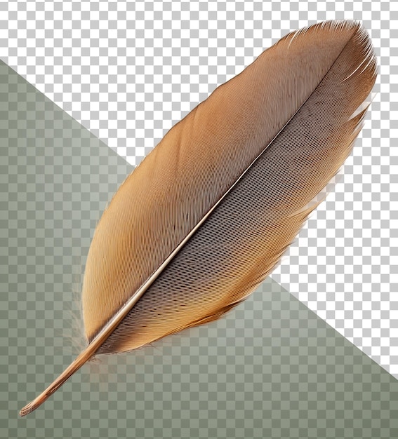 Bruine veer close-up op witte achtergrond cut out stock png