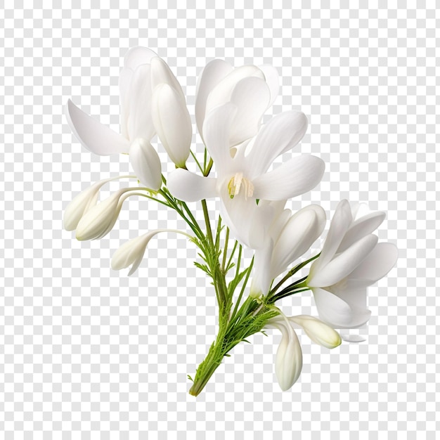 PSD bryczesy dutchmans kwiat na przezroczystym tle