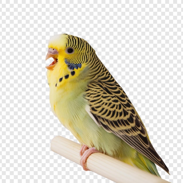 白い背景に孤立したバゲリガー