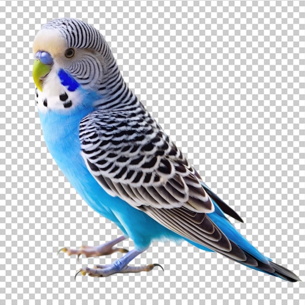 ブルー・パディー (Bluebird) は白いパディーガール (White Budgerigar) に分離されたブルーパディーです