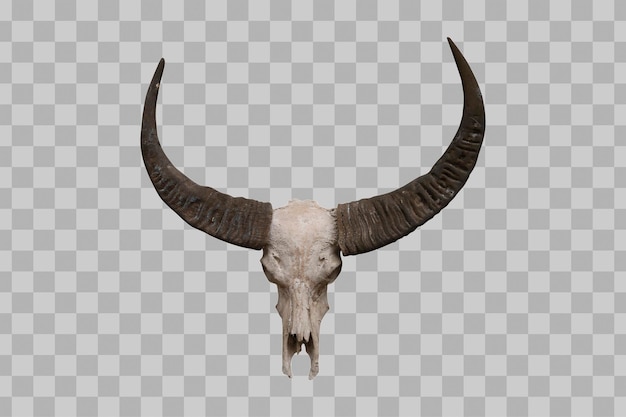 Buffalo Skull