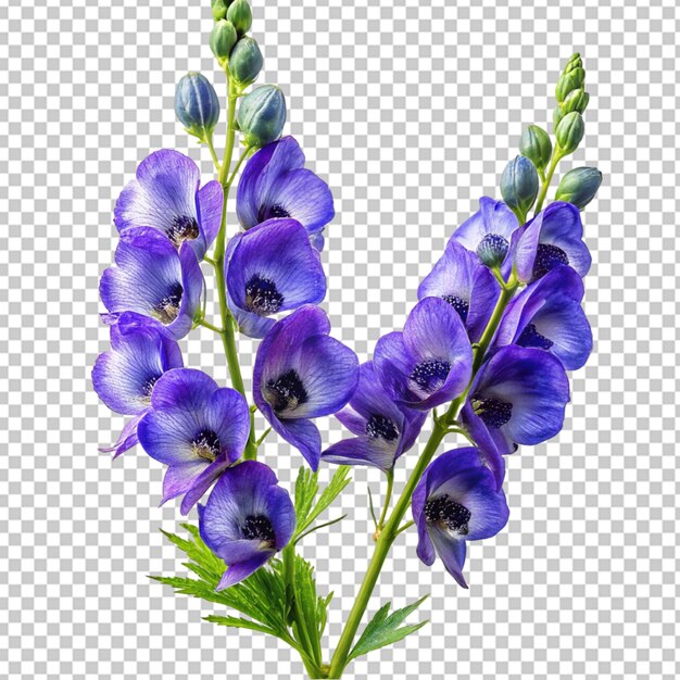 bukiet lawendy png