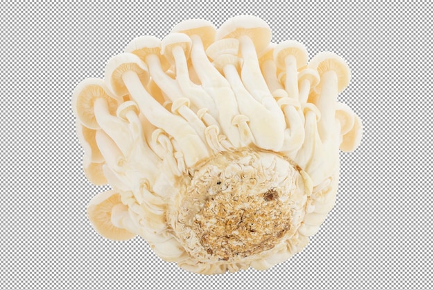 PSD bunapi mushroom white beech mushrooms isolated on a transparent background