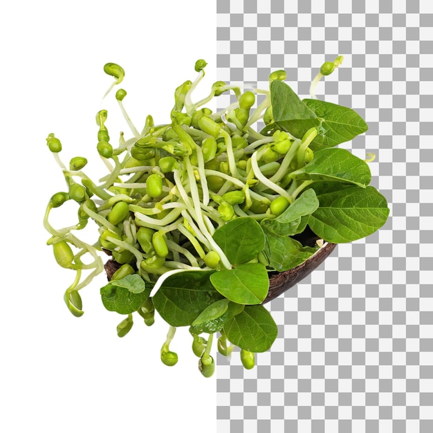 PSD bunch bean sprouts