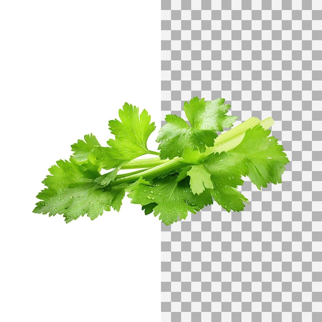 PSD bunch of fresh green leaf of celery with water drop isolated background