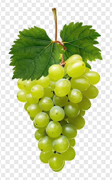 PSD un grappolo di uva con una foglia su di esso