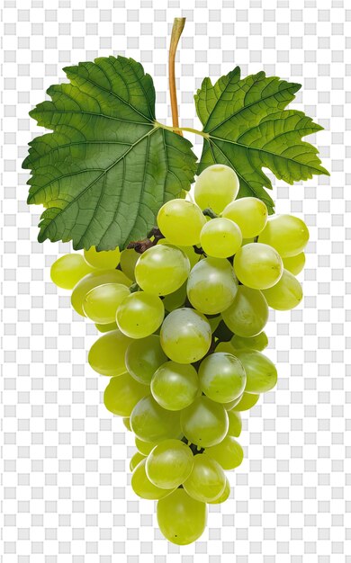 PSD a bunch of grapes with a leaf that says grapes