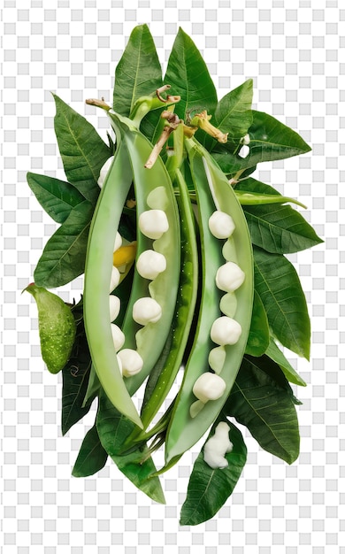 A bunch of green beans with a bunch of white flowers