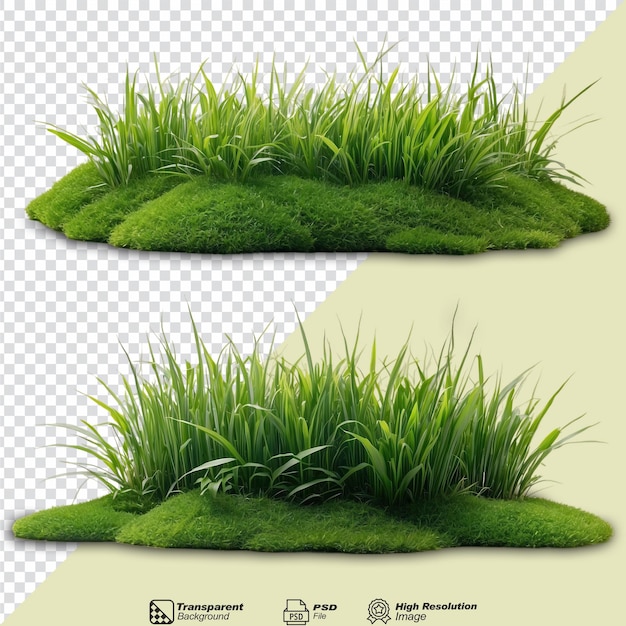 Bunch of green grass isolated on transparent background