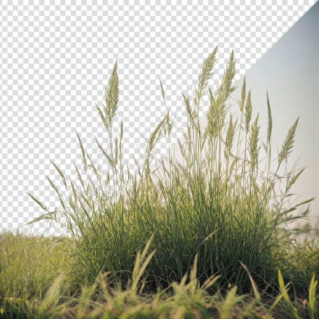 PSD bunch of green grass isolated on transparent background