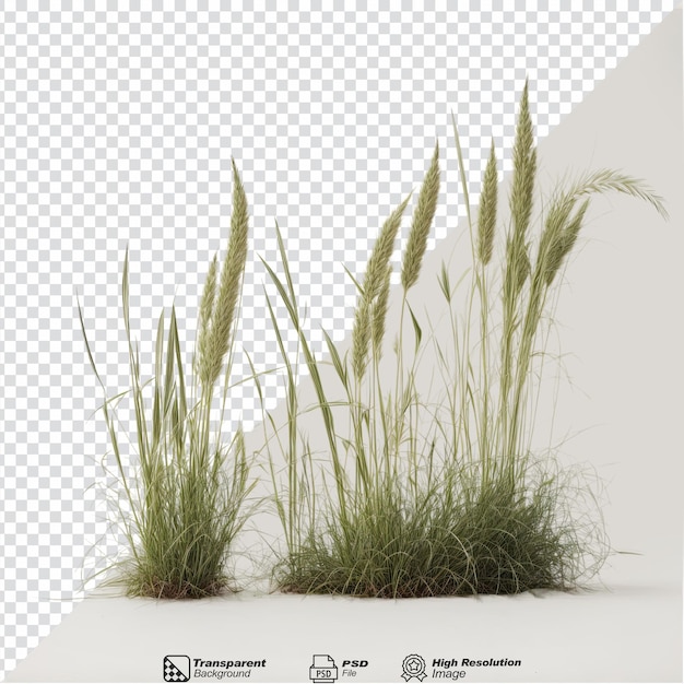 PSD bunch of green grass isolated on transparent background