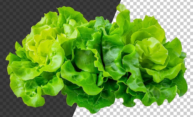 PSD a bunch of green lettuce leaves are arranged in a row stock png