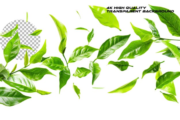 A bunch of green tea leaves flying in the air against a on transparent background