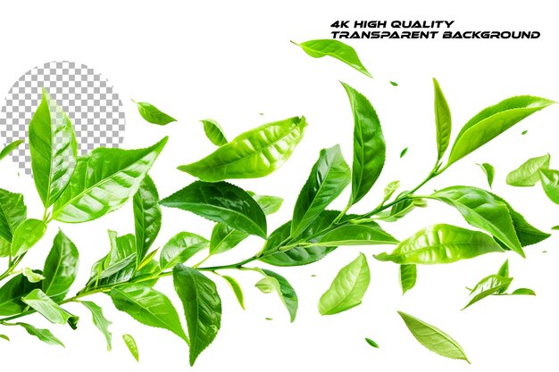 A bunch of green tea leaves flying in the air against a on transparent background