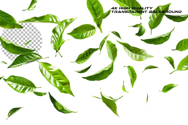 A bunch of green tea leaves flying in the air against a on transparent background