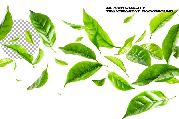 A bunch of green tea leaves flying in the air against a on transparent background