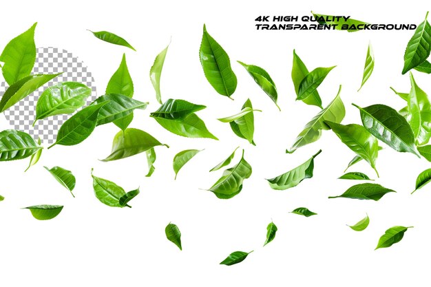 PSD a bunch of green tea leaves flying in the air against a on transparent background