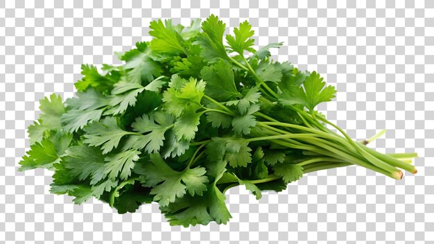 PSD a bunch of parsley isolated on transparent background