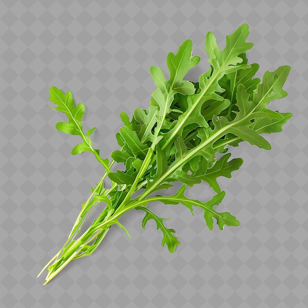 A bunch of sprig of parsley on a transparent background