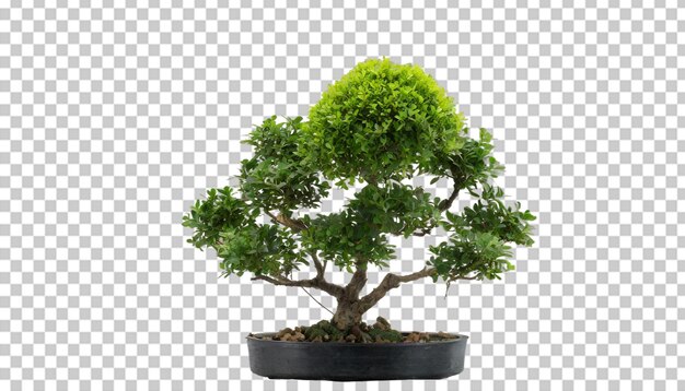 PSD bush dwarf tree isolated on transparent background