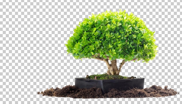 Bush dwarf tree isolated on transparent background