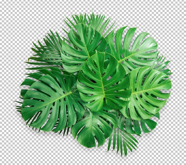 Bush green monstera leaf isolated