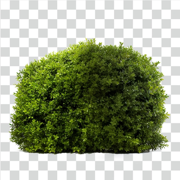 PSD bush isolated on transparent background