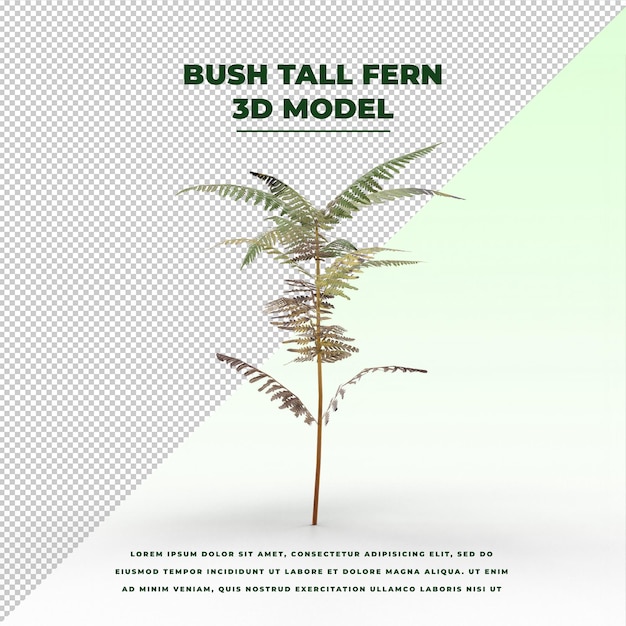 PSD bush tall fern