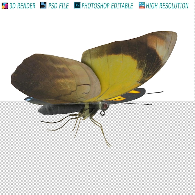 PSD butterfly 3d modeling psd-bestand