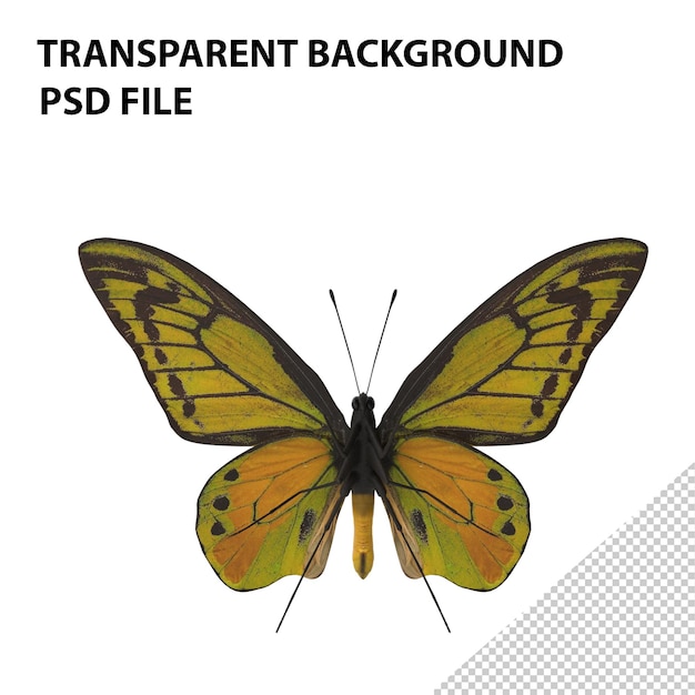 PSD butterfly birdwing png