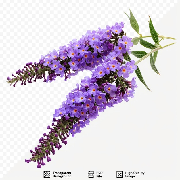 PSD butterfly bush purple flower close up