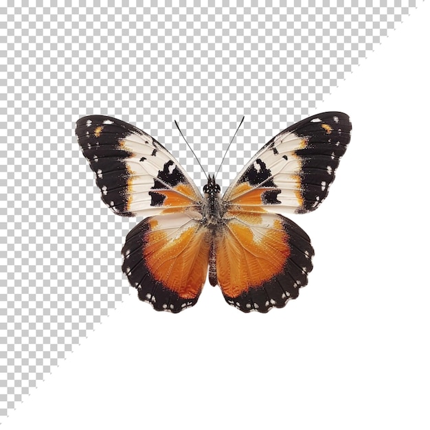 Butterfly realistic isolated
