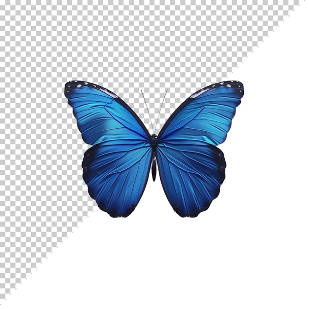 Butterfly realistic isolated