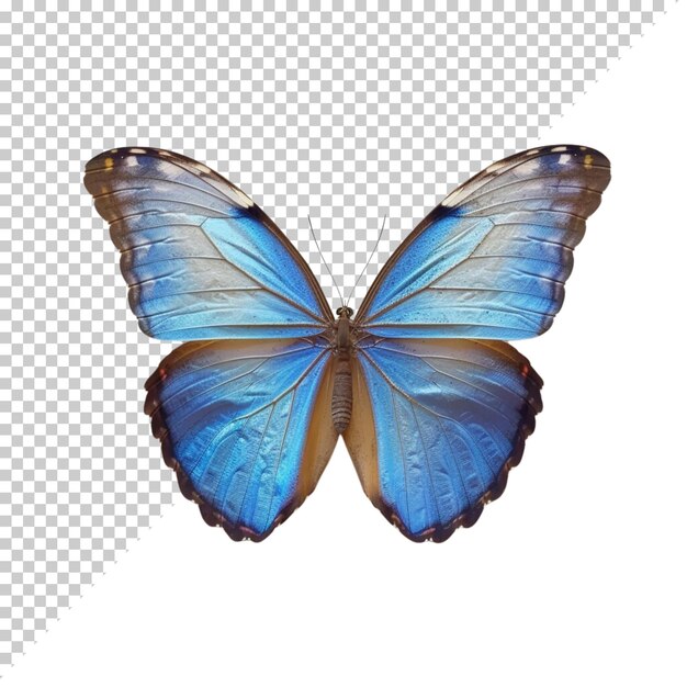 Butterfly realistic isolated